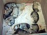 Pups 26.jpg